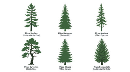 Obraz premium Collection of conifer tree silhouettes