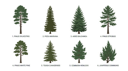Collection of coniferous tree illustrations © Aester