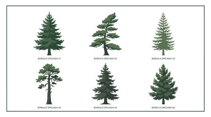 Collection of coniferous tree illustrations © Aester