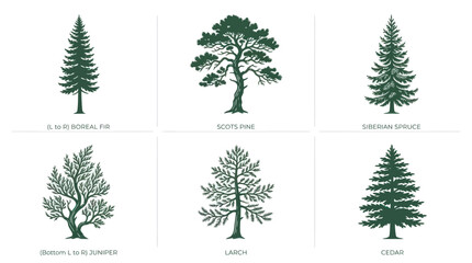 Collection of evergreen tree illustrations © Akun