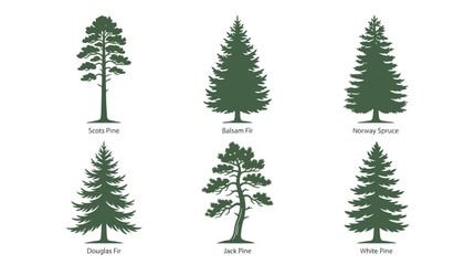 Obraz premium Collection of evergreen tree silhouettes