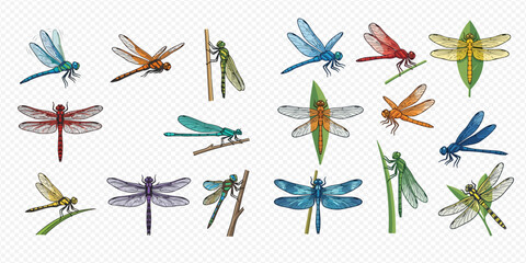 Set of colorful dragonflies and damselflies, vector illustration of various insects in different poses. © Akun