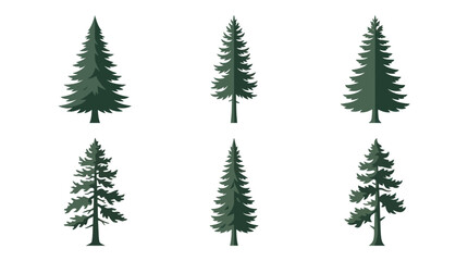 Obraz premium Collection of evergreen trees