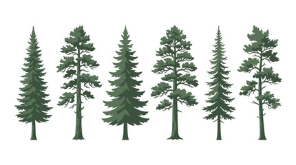 Obraz premium Collection of evergreen trees