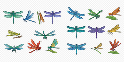 Colorful collection of dragonflies and damselflies in various poses and hues, insect vector illustration set. © Akun