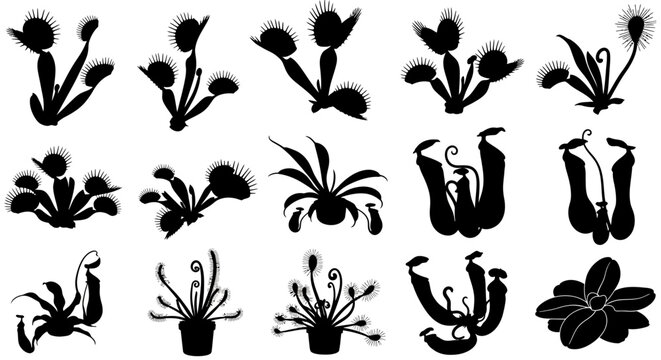 Carnivorous plant silhouettes set, 15 black vector icons of venus flytraps and pitcher plants, exotic predatory flora collection for botanical design