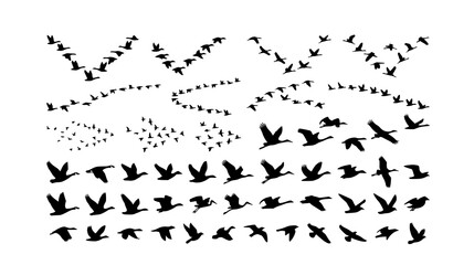 Minimalist Flying Bird Silhouette Set with Migratory Flock Wildlife Vector Illustration © Md