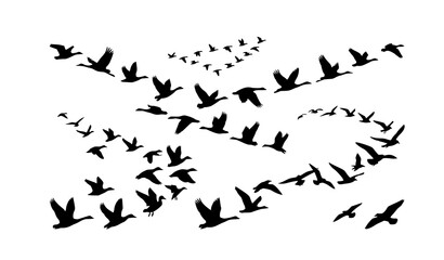 Obraz premium Flock of Migratory Birds Flying Silhouette Vector Collection for Nature Freedom and Wildlife Design