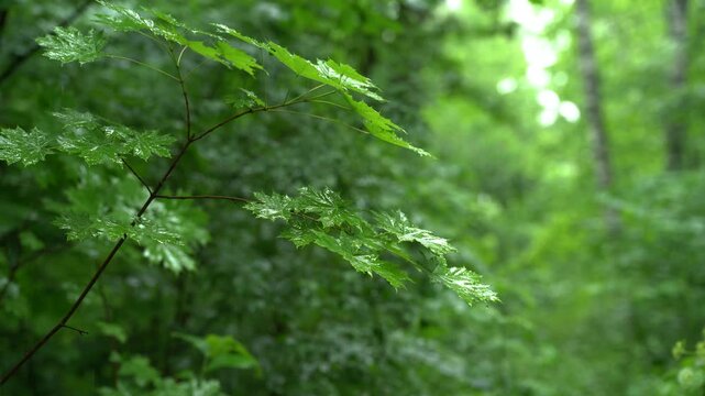 Rain Covered Maple Branch in Green Woodland