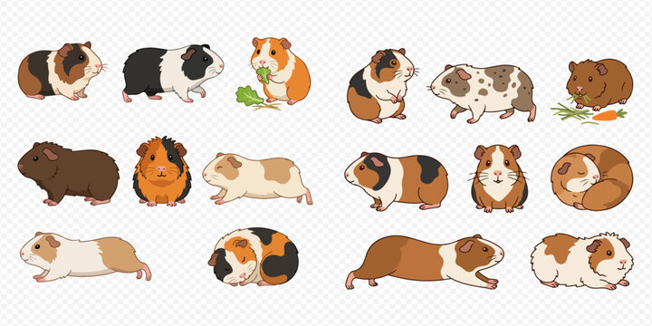 Cute guinea pig set with various breeds and poses, isolated on transparent background, adorable pet collection.