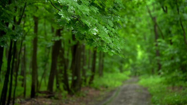 Wet Green Maple Leaves After Rain in Forest