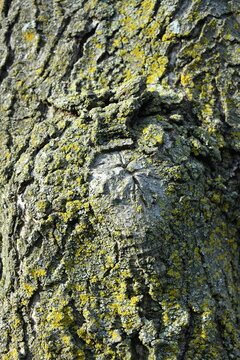Malformations in tree trunks that appeared over time