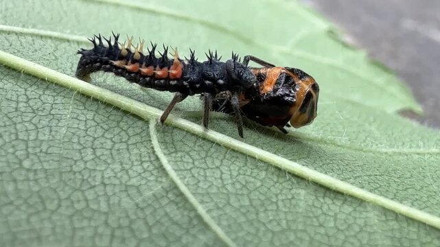 Coccinelle asiatique, Harmonia axyridis, sur une feuille, Qu&eacute;bec, Canada. Cannibalisme larvaire.	
