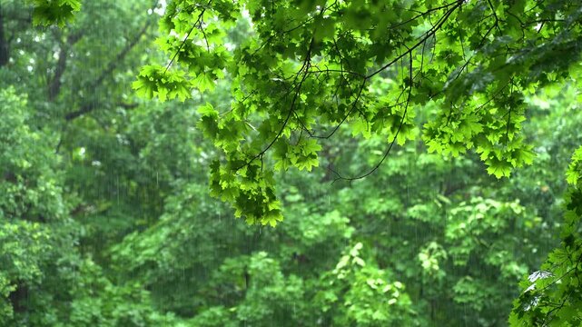 Green Maple Leaves During Summer Rainfall