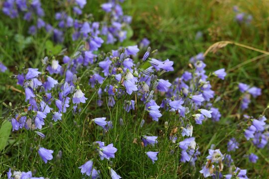 Norway nature. Harebell flower species (Campanula rotundifolia).