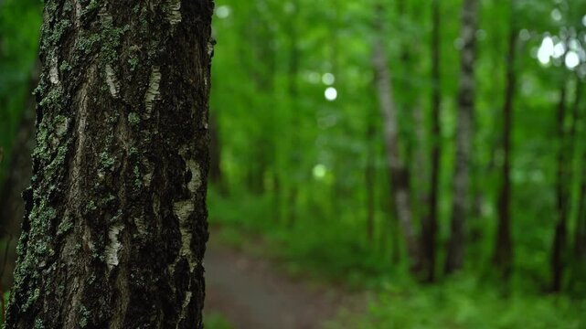Birch Tree Bark Close Up in Green Forest