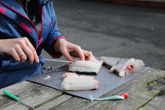 Woman filleting fresh fish. Outdoor activity fishing in Norway. Atlantic pollock (Pollachius pollachius) fish fillet.