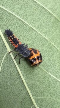 	
Coccinelle asiatique, Harmonia axyridis, sur une feuille, Qu&eacute;bec, Canada. Cannibalisme larvaire.	
