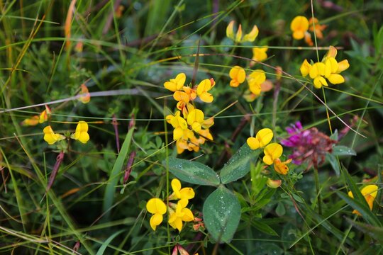 Norway nature. Common bird's-foot trefoil flowers (Lotus corniculatus). Herbaceous plant species in Scandinavia.