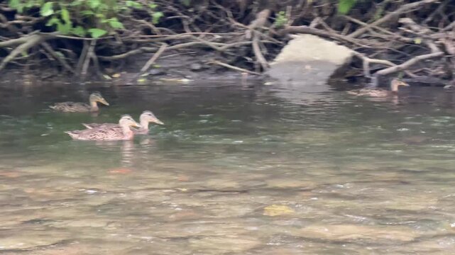 caneton colvert dans une rivi&egrave;re	
