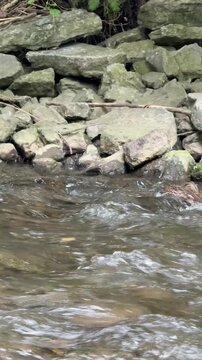 caneton colvert dans une rivi&egrave;re	
