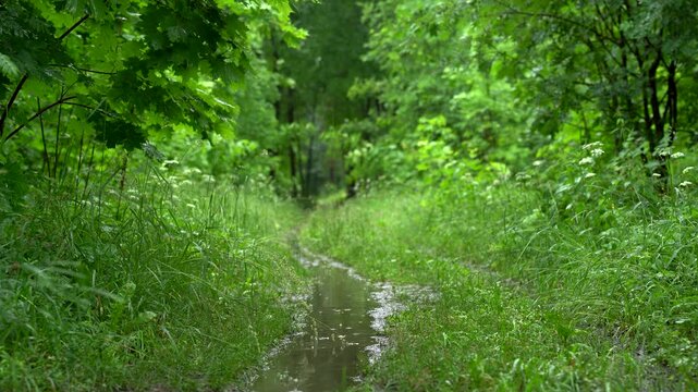 Rainwater Puddles on Forest Road After Summer Rain