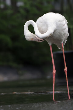 a graceful white flamingo stands elegantly on its long, thin pink legs in shallow water against a blurry green background, 02 july 2026 Indonesia