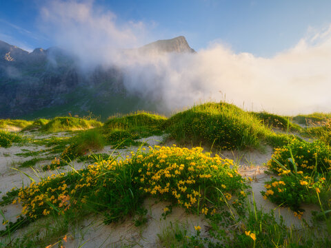 Blooming beach in Lofoten Islands, Norway during midnight summer light.  Scenic arctic landscape with mountains, sand and sunset sky. Norwegian summer nature with coastal flora and mountain peaks.