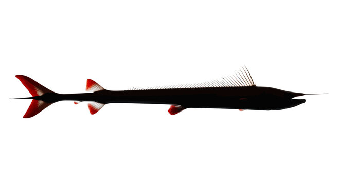 Stylized marlin fish silhouette with red fins, sleek predatory swordfish vector illustration, minimalist marine life graphic on white background