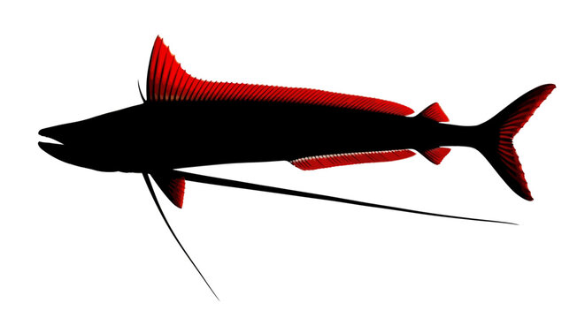 Marlin fish silhouette with red fins, predatory game fish vector illustration, deep sea fishing trophy icon isolated on white background