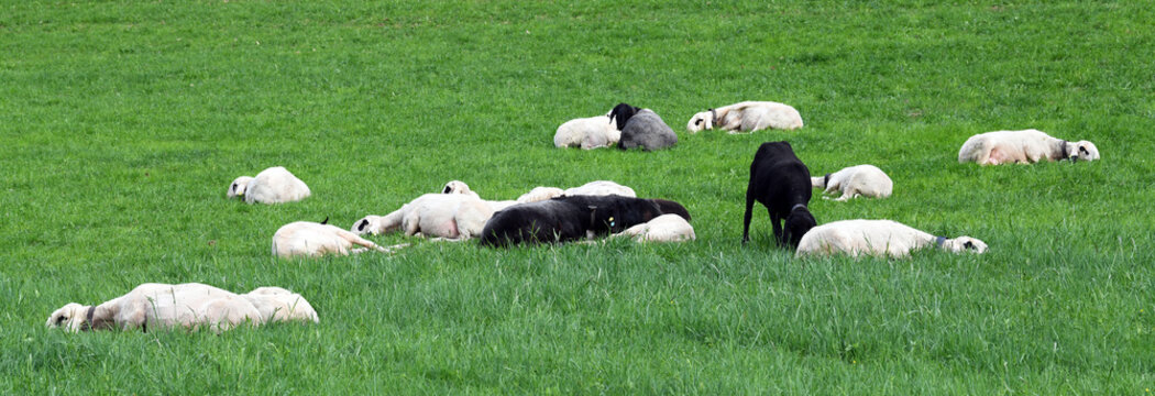 The Villn&ouml;sser Brillenschaf sheep is characterized by dark spots around its eyes that resemble spectacles. These sheep are often raised in Alpine areas, such as the Val di Funes