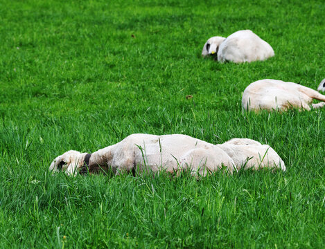 The Villn&ouml;sser Brillenschaf sheep is characterized by dark spots around its eyes that resemble spectacles. These sheep are often raised in Alpine areas, such as the Val di Funes
