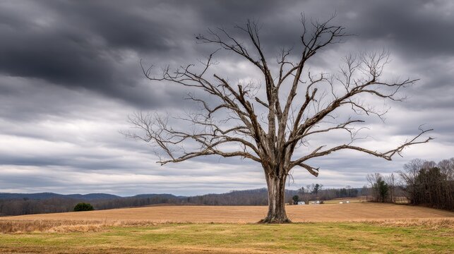 Gnarly wiry bare tree in a farm field under dramatic sky.