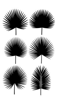 Tropical palm leaf silhouettes, set of 6 black fan palm fronds, exotic botanical vector elements for summer design and jungle decor