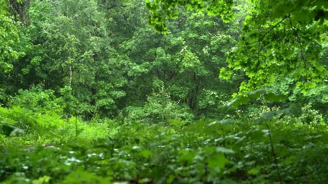A lush green forest landscape during the summer rains