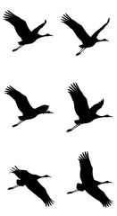 Fototapeta premium Flying crane bird silhouettes, set of 6 black heron vector icons. Migrating stork shapes in flight, elegant avian wildlife graphics for nature design.