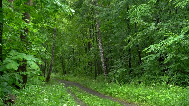 Dense Green Summer Forest Landscape