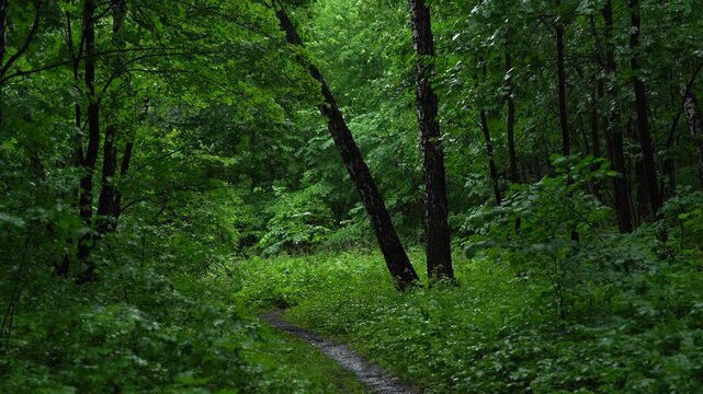 Narrow Forest Trail Through Dense Green Woodland