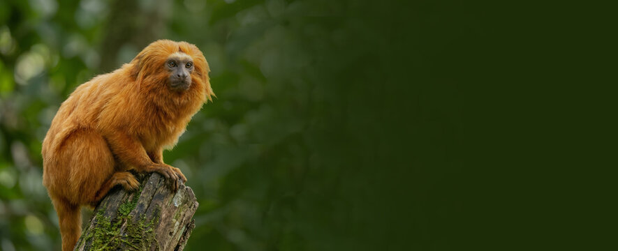 Endangered golden lion tamarin monkey sitting on mossy tree branch inside tropical rainforest jungle banner