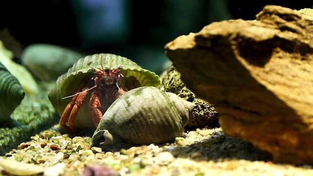 exotic marine hermit crab among stones underwater in its natural habitat