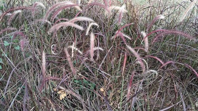 A close up detailed shot of a dense field of pink pennisetum feather grass shaking softly in the cold morning breeze.