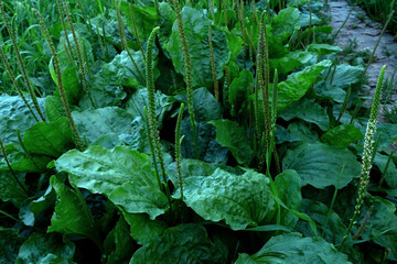 Broadleaf plantain (Plantago major) growing outdoors, green medicinal herb with broad leaves and flowering spikes, close-up of wild edible plant in natural habitat. © Maryna