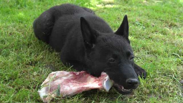 Black German Shepherd puppy gnawing a large raw bone on the grass, Close-up of a black dog eating raw meat bone outdoors on the lawn