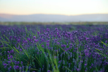 Obraz premium Scenic vista of a vast lavender field, sun setting behind distant mountains. Lavender field landscape at sunset with distant mountains lavender mountain Province France Provence