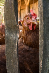 Brown hen looking through vertical wooden slats in chicken coop © Anastasiia