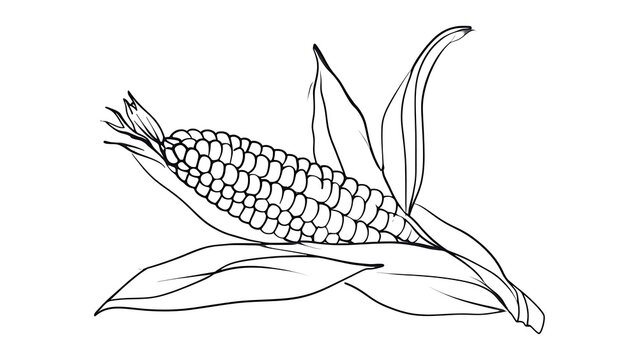 Black and white corn illustration on white background.