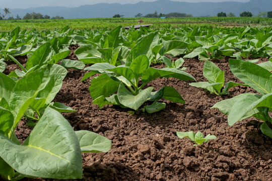 farm fresh tobacco row Kentucky farmer reintroducing tours Tobacco Farm Images Browse