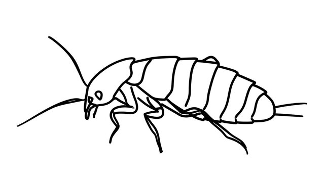 Detailed line drawing of an earwig on white background.