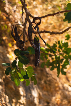 flowering evergreen tree called carob growing on the island of crete