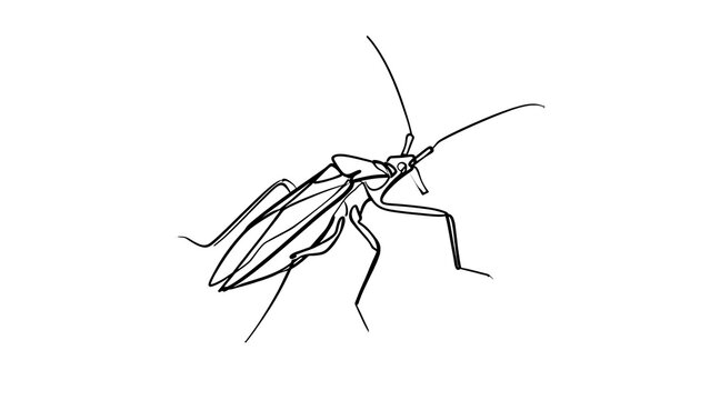 Detailed insect line drawing on white background.
